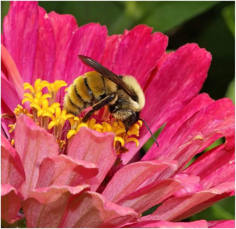 Bumblebee Banquet Seeds - This Wildflower Mix Attracts Bees and Pollinators