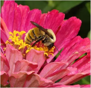 Bumblebee Banquet Seeds - This Wildflower Mix Attracts Bees and Pollinators